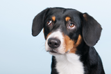 Demutsgesten bei Hunden: Wie Vierbeiner Konflikte durch Körpersprache vermeiden